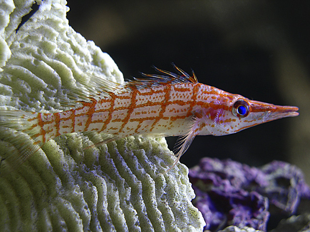 Fish02.jpg