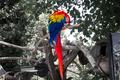 Parrot_ps.jpg