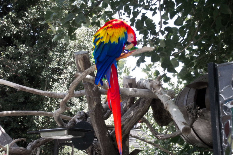 Parrot_ps.jpg