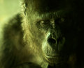 gorilla