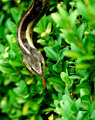 snake