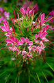 pink flower
