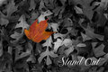 Stand Out