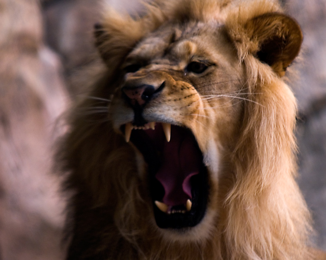 lion