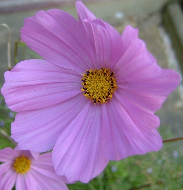 COSMOS2Ausmc3a.jpg