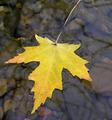 Lonely Leaf