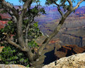 Grand Canyon, South Rim, Colorado River,Tree