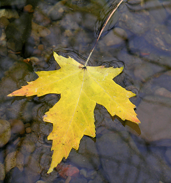 Lonely Leaf