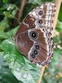 10-2-04 butterflys 032web.jpg