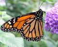 10-2-04 butterflys 305web.jpg