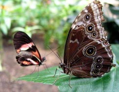 10-2-04 butterflys 169web.jpg