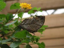 10-2-04 butterflys 321web.jpg