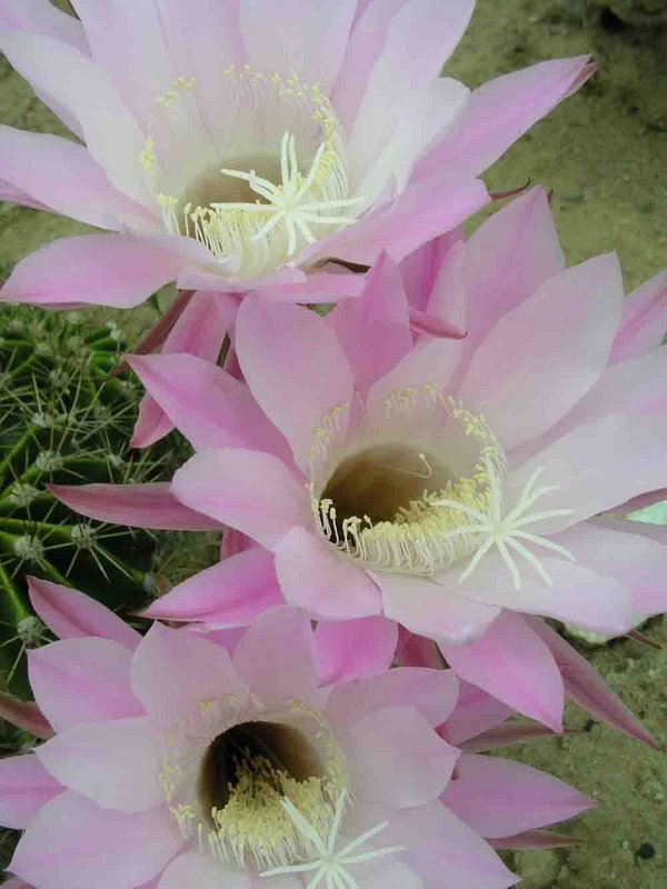 cactus flower 3.jpg