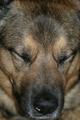 Shhhh... don't waken the beast