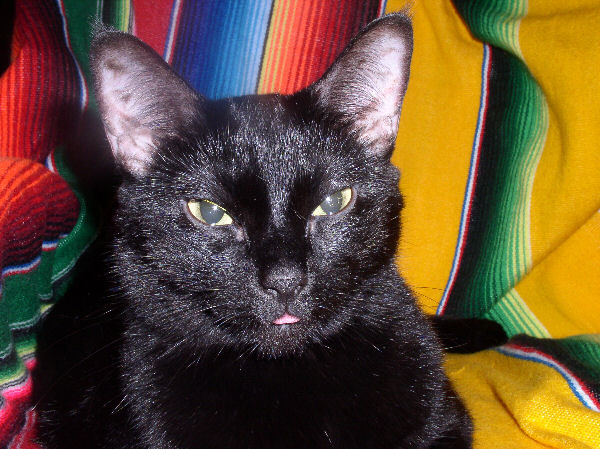 black cat.jpg