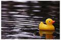 Julie's Rubber Ducky 3