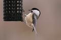 Black-capped Chickadee