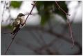 Frazzled Hummingbird