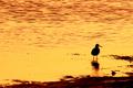 morning-sandpiper.jpg