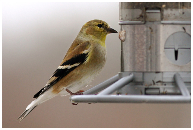 Carduelis1finalweb.jpg