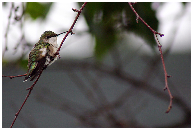 Frazzled Hummingbird