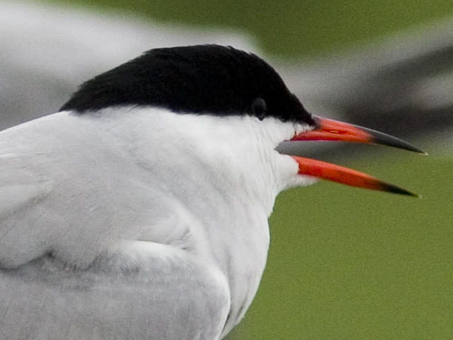 tern-100%-crop.jpg
