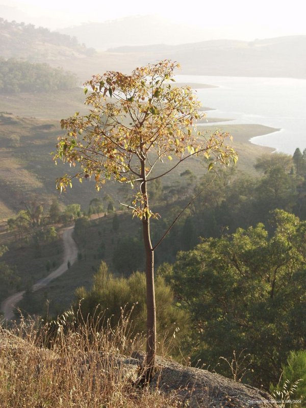pefect location wyangla dam 2004