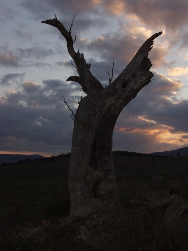 OLD @ DUSK BERRIDALE APR 2003