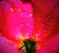 A Rose for Shez