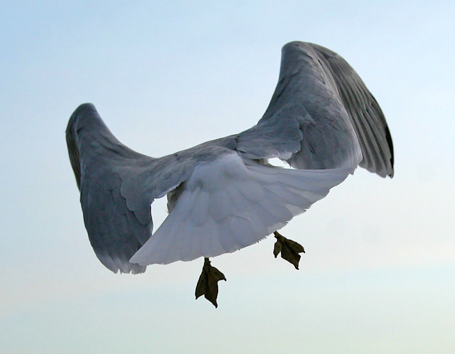 Another professional Seagull photo