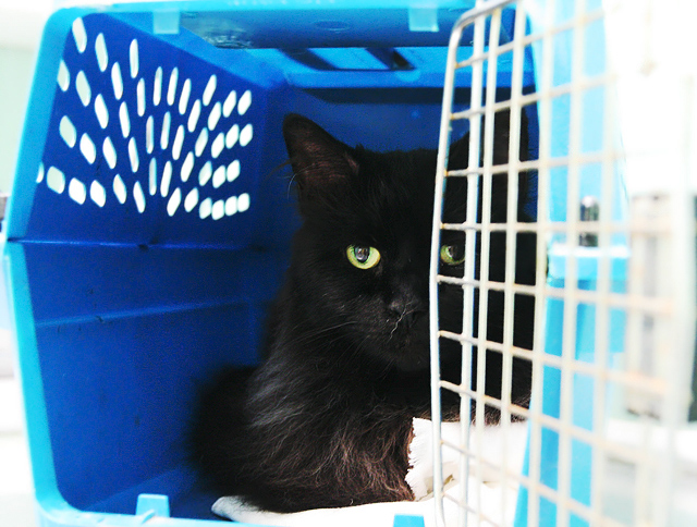 Day 14 Pet Taxi
