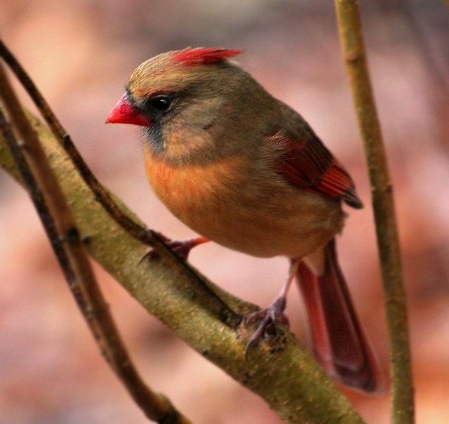 Female