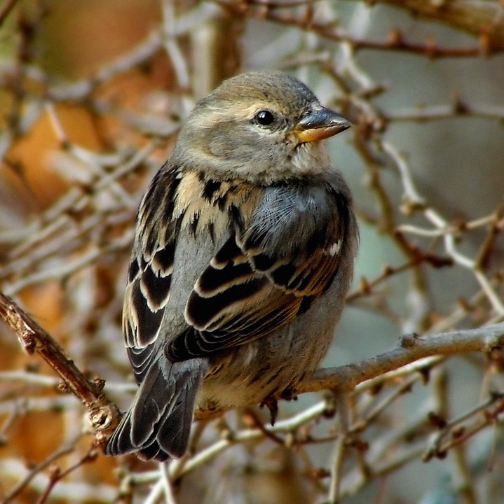 Sparrow