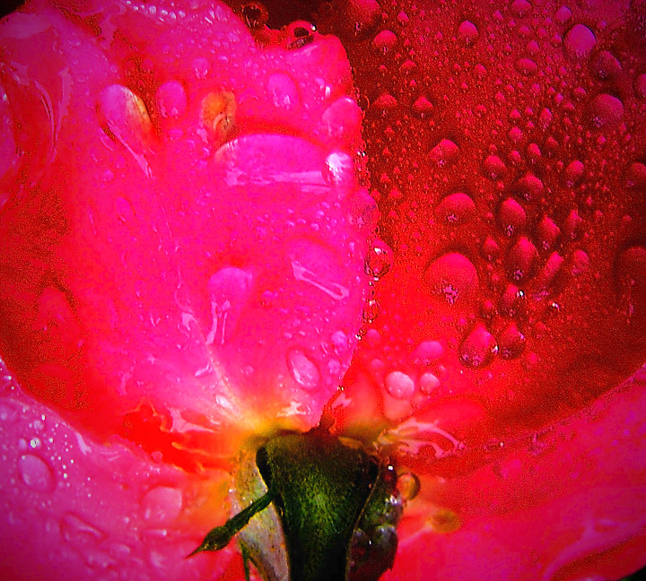 A Rose for Shez