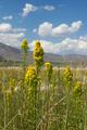 Eastern Sierra