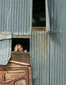 The Shed