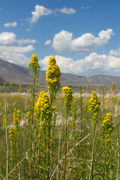 Eastern Sierra