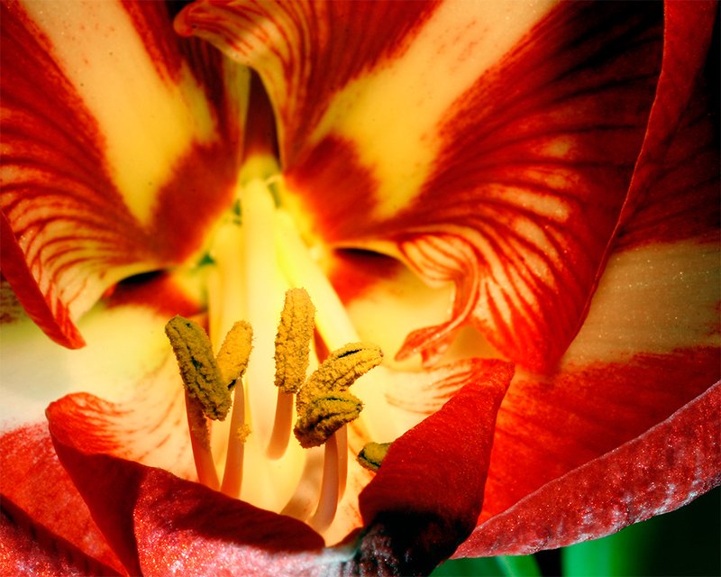 amaryllis