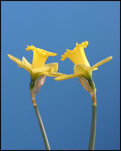The Dance of Spring