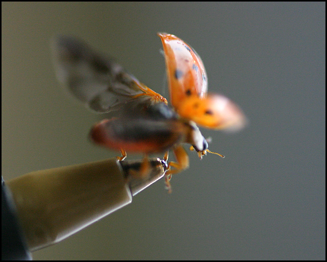Take Off II