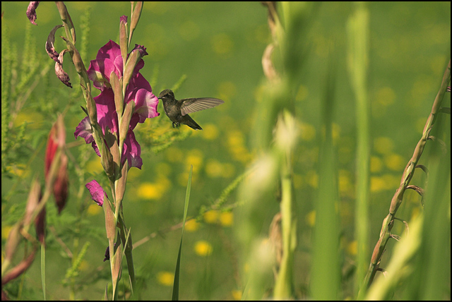 Ruby Throated Humming Bird 2005