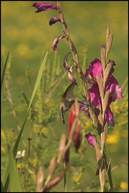 Ruby Throated Humming Bird 2005