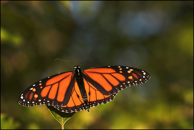 bug_butterfly_monarch_05-1_.jpg