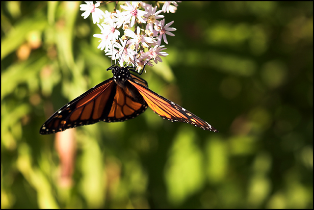 bug_butterfly_monarch_05-3_.jpg