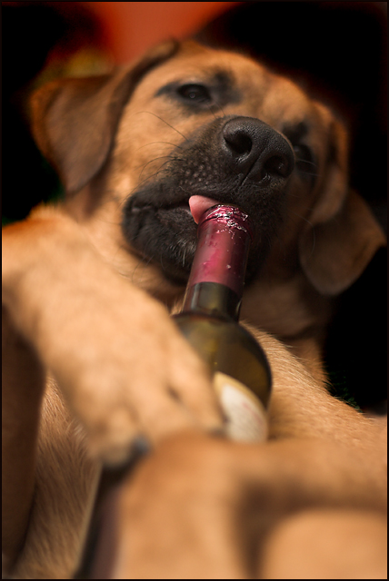 Booze Hound