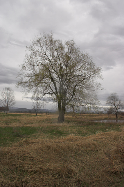 comp_tree_1.jpg
