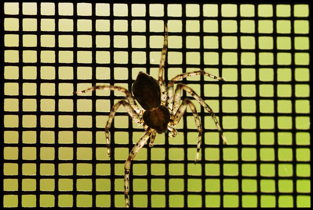 Synthetic Web II