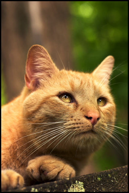 The Polydactyl Cat I