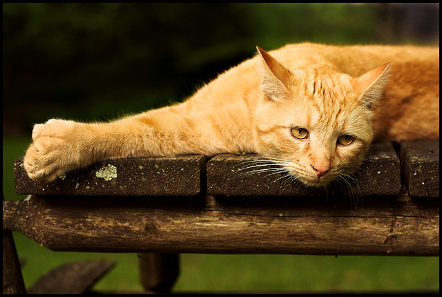 The Polydactyl Cat II