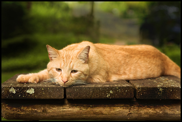 The Polydactyl Cat III